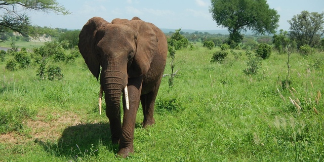 safari – slon