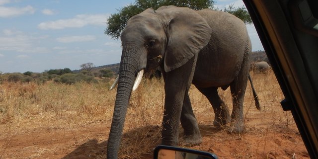 safari – slon u auta