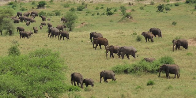 safari v NP Tarangire – sloni
