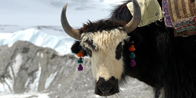 tibetský jak